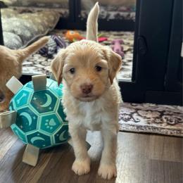 Purple Girl - Apricot female Goldendoodle puppy in Lowville, New York from DM Hilltop FURfamily