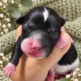 Maple Mae - Tri-color female Bernedoodle puppy in Erda, Utah from Country Lane Doodles