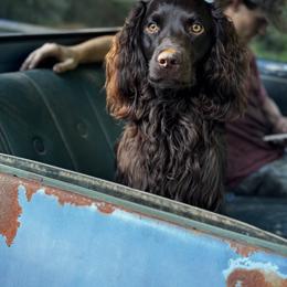 Boone - Boykin Spaniel