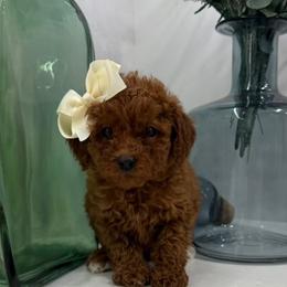 Sky - Red  female Goldendoodle puppy in Mint Hill, North Carolina from DoodleForever