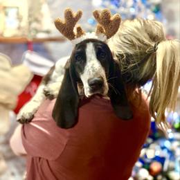 Tracey - Basset Hound