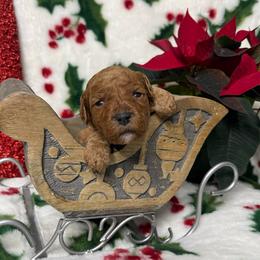 Amber - Red  female Goldendoodle puppy in Roseburg, Oregon from Dbos Furry Friends