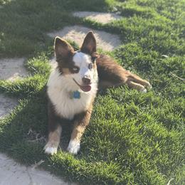 Sig - Australian Shepherd