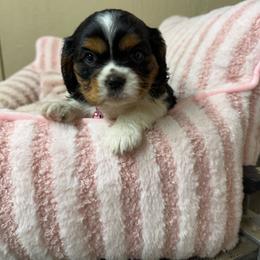 Lola - Tri-color female Cavalier King Charles Spaniel puppy in Atoka, Oklahoma from Boggy Depot Cavaliers & Friends