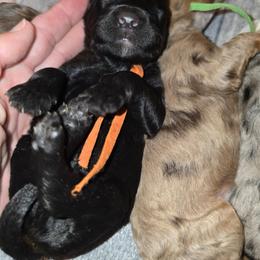 Pecan - Black tri-color male Aussiedoodle puppy in Lithia, Florida from Waterford Doodle Farm