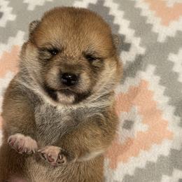 James - Red male Shiba Inu puppy in Milton, Florida from Moonlight Shibas