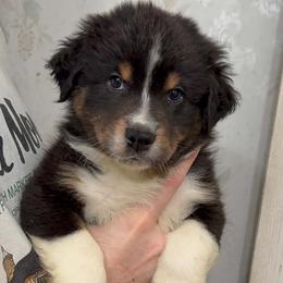 Ralph 'Wreck it Ralph' - Black tri-color male Australian Shepherd puppy in Zephyrhills, Florida from Highland Shelties & Aussies