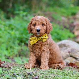 Boy 6 - male Goldendoodle puppy in Applecreek, Ohio from Pleasant Acre Farms