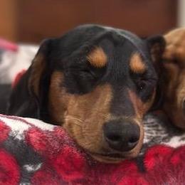 Dachshunds from RK Doxies
