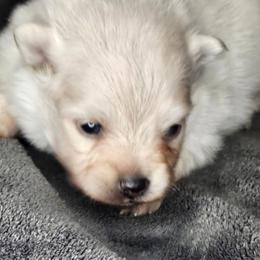 Lord Milori - White male Pomeranian puppy in Laredo, Texas from SASH Poms