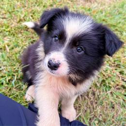 BK TRUTH OR DARE (Risk) - Black and white female Border Collie puppy in Brazil, Indiana from Brilliant Kennels