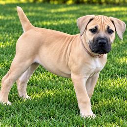 Cinderella - Fawn female Boerboel puppy in Bon Aqua, Tennessee from Erickson Ranch Boerboels