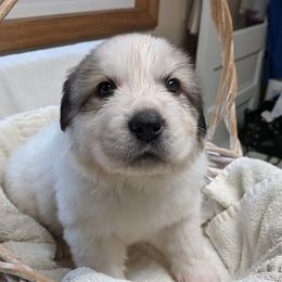 Great Pyrenees Puppies from Duck Creek Poultry Place