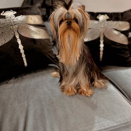 Princess zoe - Yorkshire Terrier