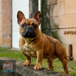 BamBam - French Bulldog