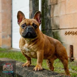 BamBam - French Bulldog