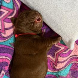 Chocolate Girl 2 - Chocolate female Labrador Retriever puppy in Malabar, Florida from Mythic Labradors, LLC