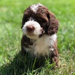 Goldendoodle, Labradoodle, and Poodle Puppies from CNR Farms