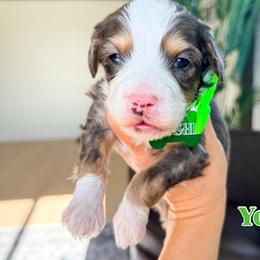 Yoshi - Merle male Bernedoodle puppy in West Haven, Utah from Split Mountain Doodles