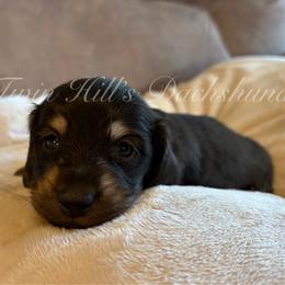 Honey's blue - Black and cream male Dachshund puppy in Jonesboro, Illinois from Twin Hills Dachshunds