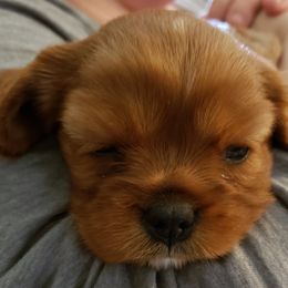 Cavalier King Charles Spaniel Puppies from Pleasant Meadows