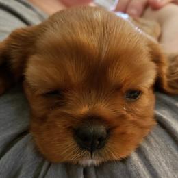 Cavalier King Charles Spaniel Puppies from Pleasant Meadows