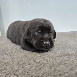 Pink - Black Labrador Retriever puppy in Meadville, Pennsylvania from Condition 1 Retrievers