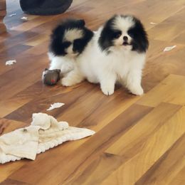 Pomeranian Puppies from Janet Clifton