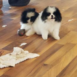 Pomeranian Puppies from Janet Clifton