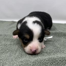 Snowflake - Black and tan female Pembroke Welsh Corgi puppy in Waco, Texas from The Comma Corgis