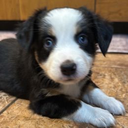 Black Tri Lady - Black tri female Miniature Australian Shepherd puppy in Burke, South Dakota from Triple J Aussies SD