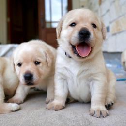 Lavender - Yellow female Labrador Retriever puppy in Conroe, Texas from Pride Rock Labradors