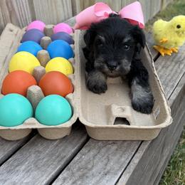 Pink girl - Black and silver female Miniature Schnauzer puppy in Garrison, Texas from RNH Schnauzers
