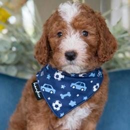 Larry - Red  male Goldendoodle puppy in Yuciapa, California from AlltheDoodlez_