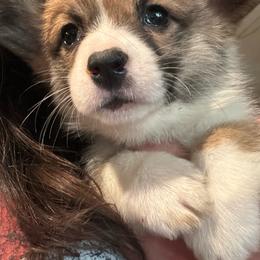 Donut - Sable and white female American Corgi puppy in Orangevale, California from Corgis of the Heart