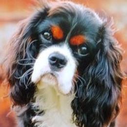 Gizmo - Cavalier King Charles Spaniel