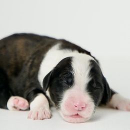 Francine - Grizzle and white Sheepadoodle puppy in Houston, Texas from Texas Castle Doodles