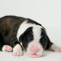 Francine - Grizzle and white Sheepadoodle puppy in Houston, Texas from Texas Castle Doodles