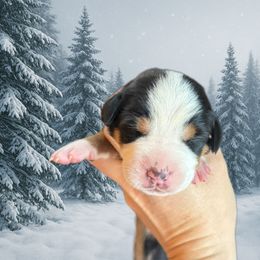 Lavender - TBD - Black, white and red female Greater Swiss Mountain Dog puppy in Everett, Pennsylvania from Sweet Stream Swissies