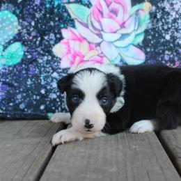 Cyrus - Tri-color male Border Collie puppy in Parsons, Kansas from Feathered Cactus Farm