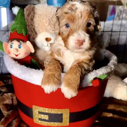 Dancer - Chocolate merle male Bernedoodle puppy in Pueblo, Colorado from Doodles of the Rockies