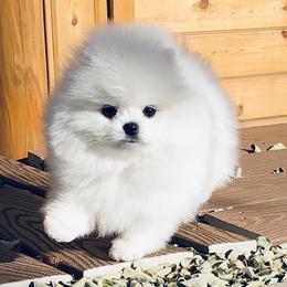 Pomeranians from WhitePomeraniansForYou.com