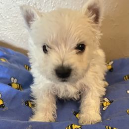 Cooper - White male West Highland White Terrier puppy in Park Rapids, Minnesota from Peggy’s Terriers