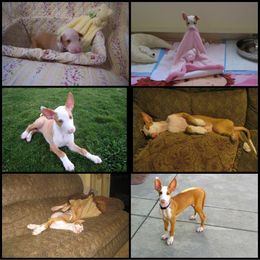 Ibizan Hound Puppies from Someday Ibizans