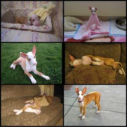 Ibizan Hound Puppies from Someday Ibizans