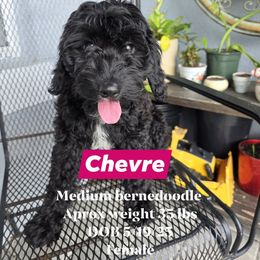 Cheve girl 8 - Black and white female Bernedoodle puppy in Tampa, Florida from TOP NOTCH PUPS- BERNEDOODLE BREEDER