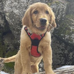 Poppy - Golden Retriever