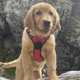 Poppy - Golden Retriever