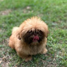 Mushu - Red male Shih Tzu puppy in Statesboro, Georgia from Magnolia Small Breeds