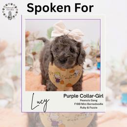 Purple Collar - Lucy - Chocolate merle female Bernedoodle puppy in Lexington, North Carolina from Deborah’s Doodles